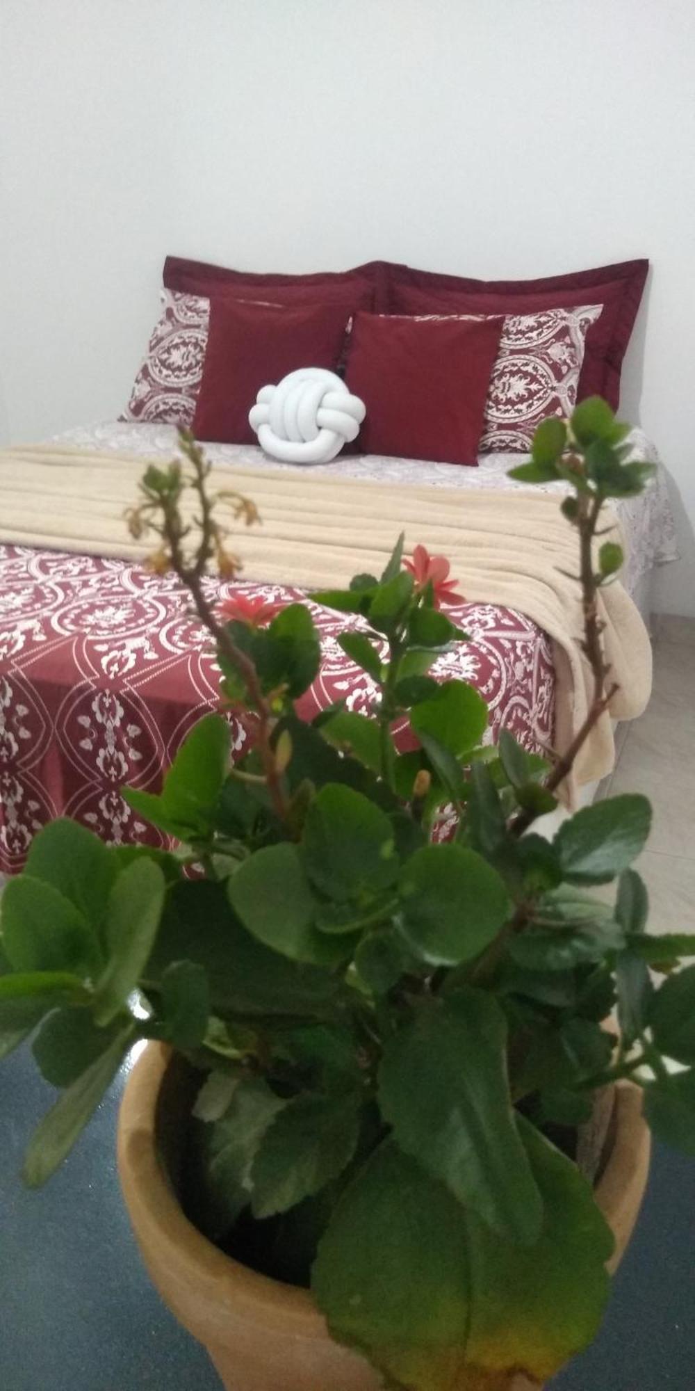 Rosa De Saron * Holambra